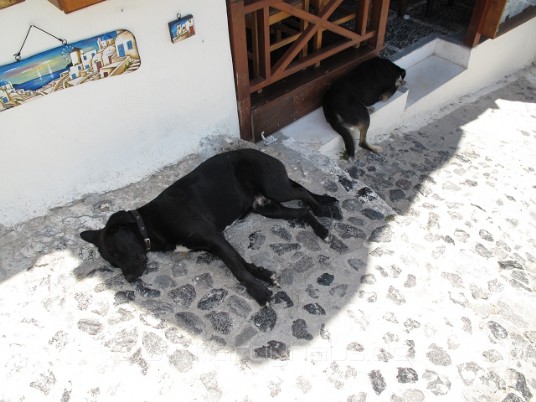 schlafender Hund auf Santorini