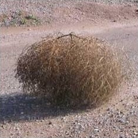 Tumbleweed - Steppenläufer