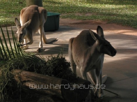 Zoo Australia