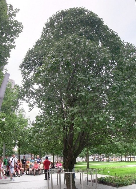 Baum des Lebens 9/11 Memorial